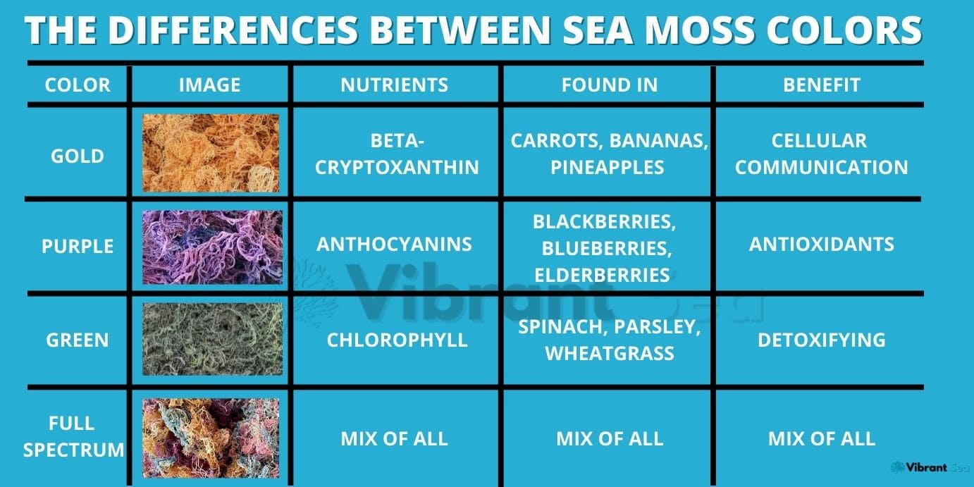 Which Sea Moss Is The Best? The Difference Between Sea Moss Colors