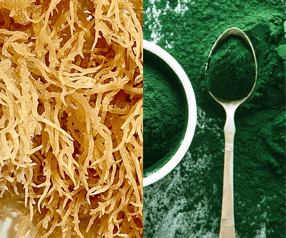 What are the Differences Between the Different Colors of Sea Moss? – The Sea  Moss Guy Inc.